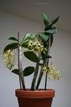 Dendrobium Hilda Poxon (Kopf Orchideen) (2)